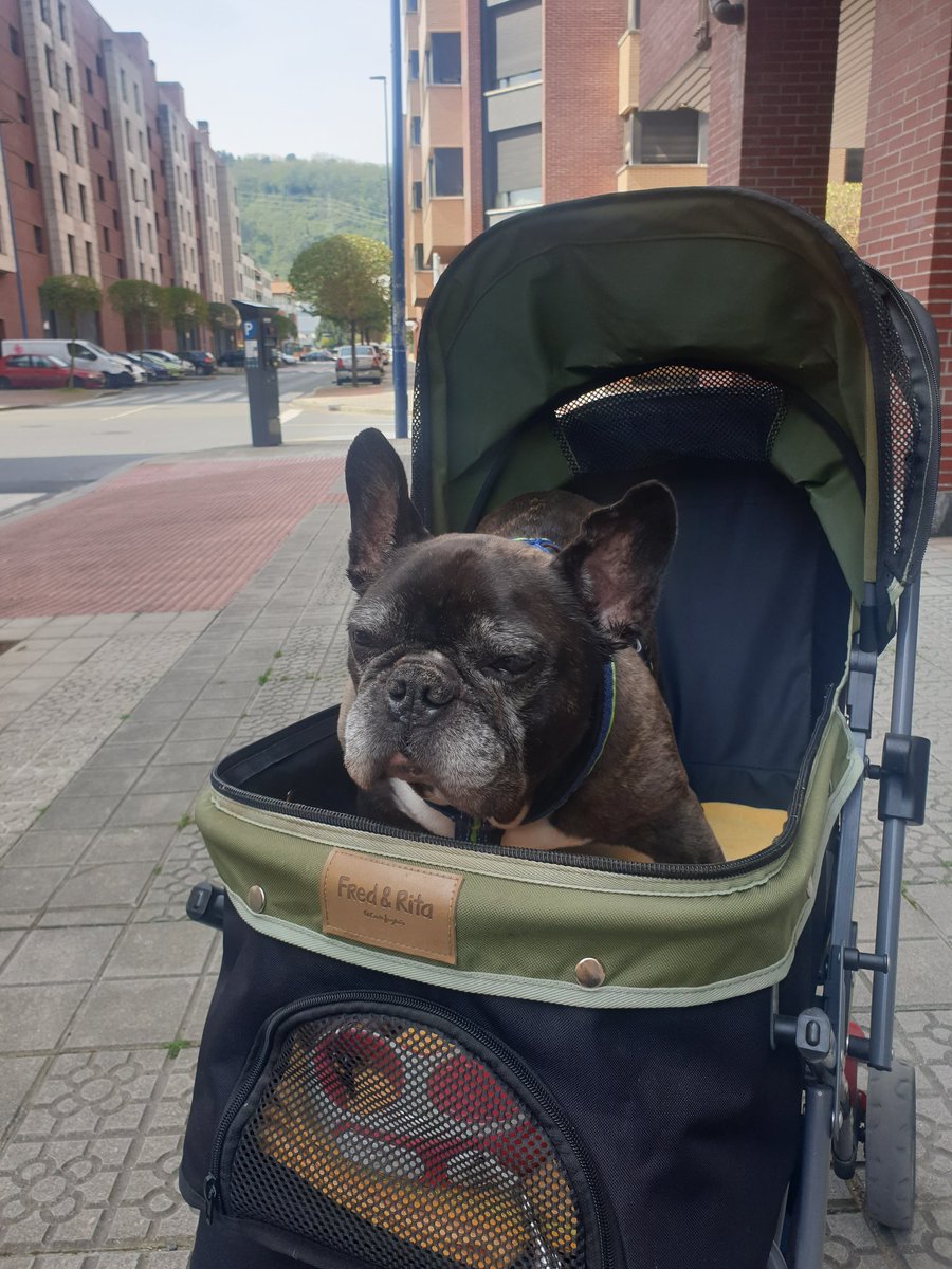 Querido <a href="/metrobilbaoeus/">metro bilbao</a>, mi perro tiene 14 años, ha estado viajando 12 años en brazos en el metro sin el mas minimo problema por nadie de seguridad ni por los trabajadores, estos 2 ultimos años va en un carrito especial pk tiene 5 hernias.
Sigue 👇l