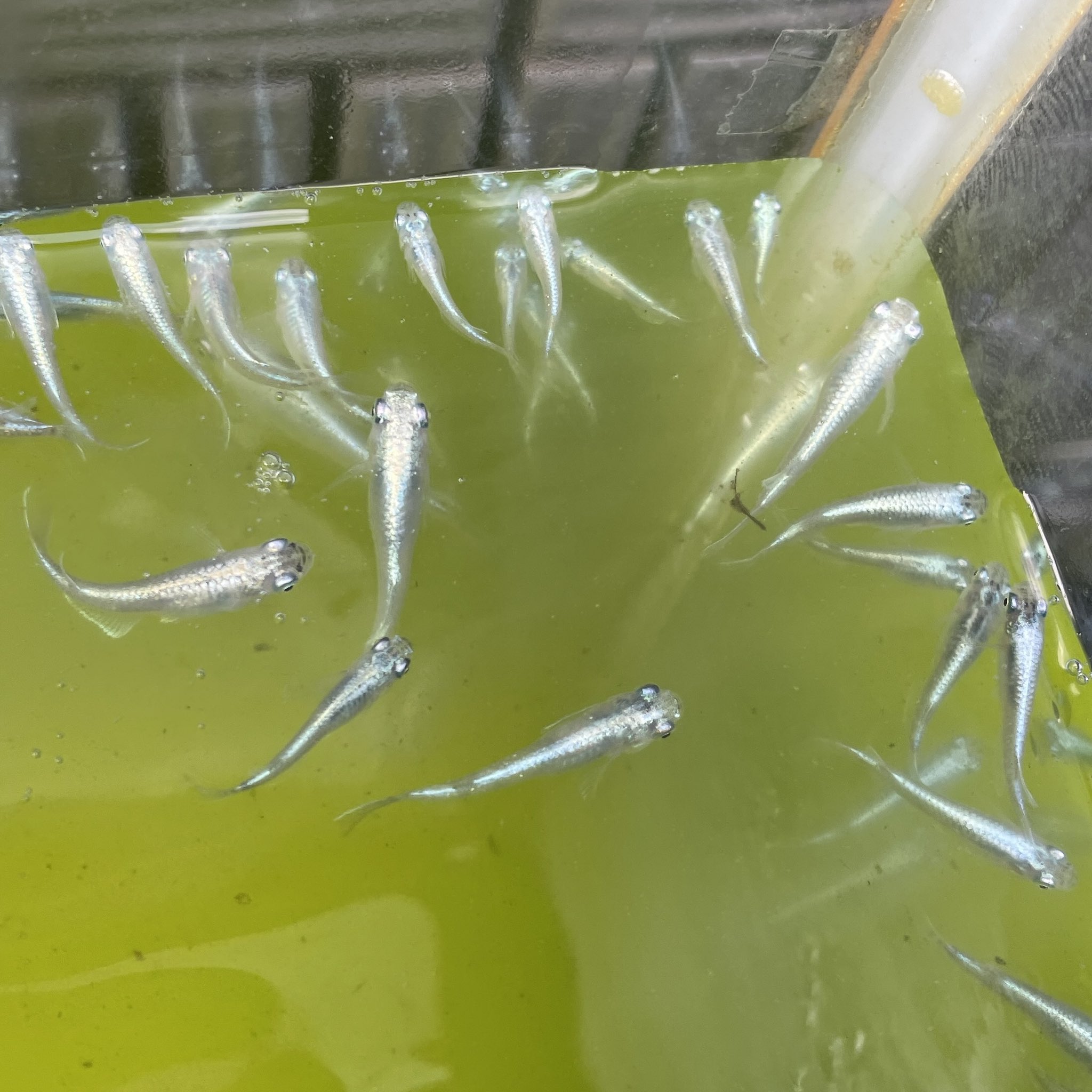 Brave メダカ増えすぎたので販売します 幹之 鉄仮面 フルボディ サイズ問わず 100 匹 10匹 です 興味ある方はdmください 鹿児島 メダカ T Co Tf118blich Twitter