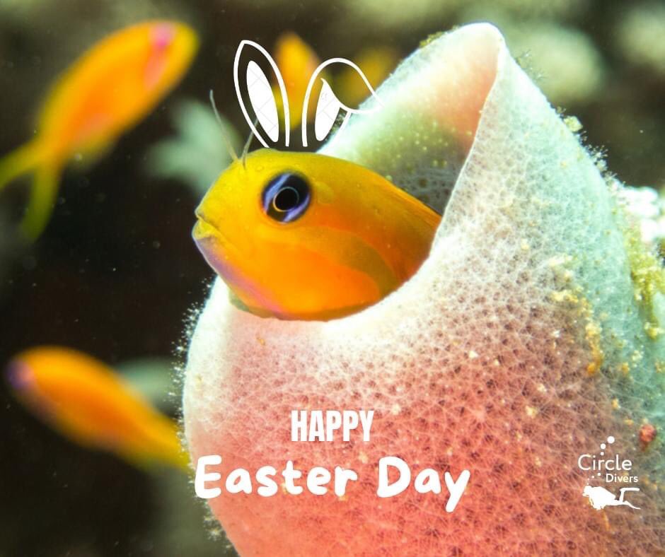 circle_divers's tweet photo. we wishing you a peaceful and happy Easter time 😃
Happy Easter 🐰🥚
Frohe Ostern 🐰🥚
Circle Divers Team
#Holiday #easter2022 #Diving

📸 Simone https://t.co/3KmSJElf8a