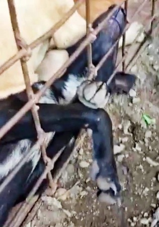 TheSoundOfAnim2's tweet photo. King a été sauvé par Michaël d'un abattoir au Cambodge, entassé avec d'autres dans une cage minuscule sans eau ni nourriture 😡
Cela fait 2 ans qu'il coule une vie heureuse avec sa maman adoptive, Sara ❤️
C'est une vraie star n'est-ce-pas? 😃 https://t.co/RCAaRRujCc