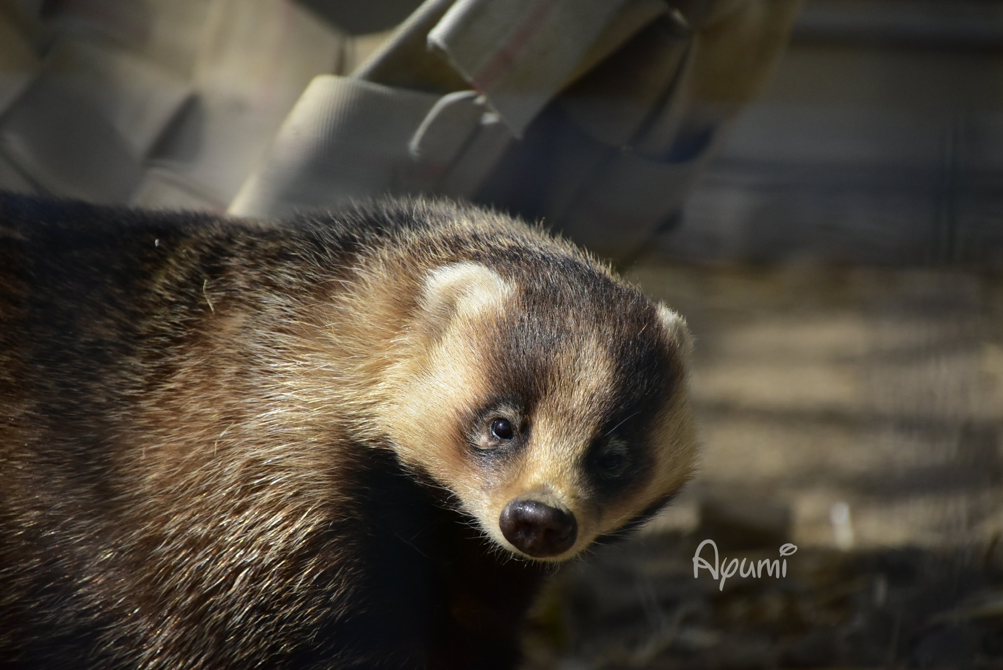 あゆみ ゴールデンタイムに ニホンアナグマ メインの番組が見られるなんて こちらは 京都市動物園 の アナグマ です アナグマの可愛さをもっと広め隊 鉄腕dash T Co Oxyrjbryyh Twitter