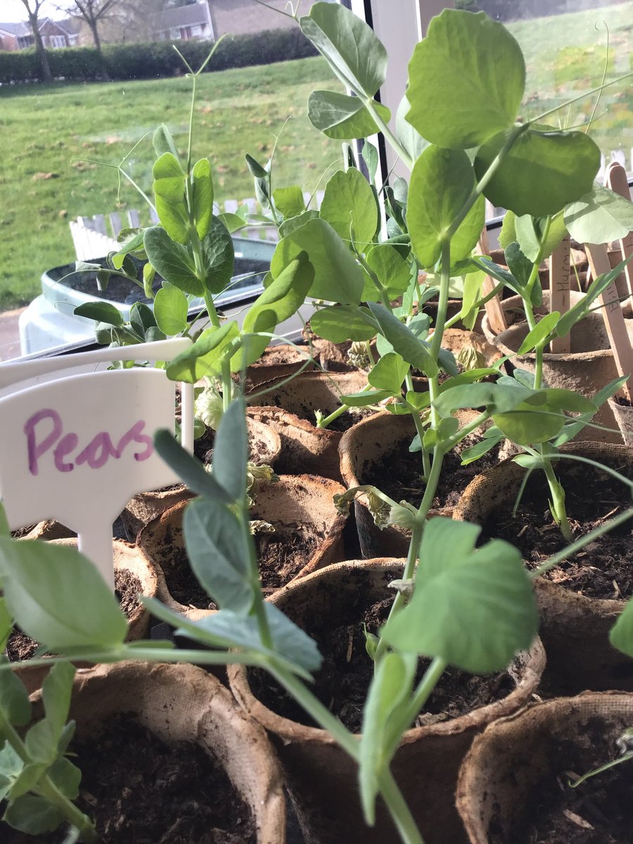K9_is_my_puppy's tweet photo. Our peas, leeks, and tomatoes π
are shooting up in the windowsill πͺ while our tin bath π full if potatoes π₯ grows outside. No sign of the parsnips yet or of and of the flower πΉ bulbs but lots and lots of growing gowing on.
#MDGrowing #Biggrow @giyireland @innocent https://t.co/wLIFZJsvAu
