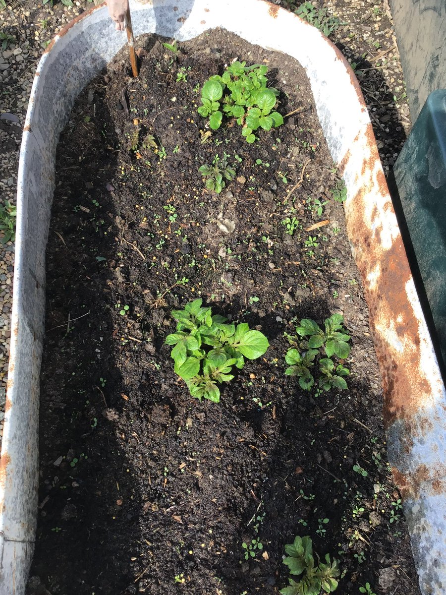 K9_is_my_puppy's tweet photo. Our peas, leeks, and tomatoes π
are shooting up in the windowsill πͺ while our tin bath π full if potatoes π₯ grows outside. No sign of the parsnips yet or of and of the flower πΉ bulbs but lots and lots of growing gowing on.
#MDGrowing #Biggrow @giyireland @innocent https://t.co/wLIFZJsvAu
