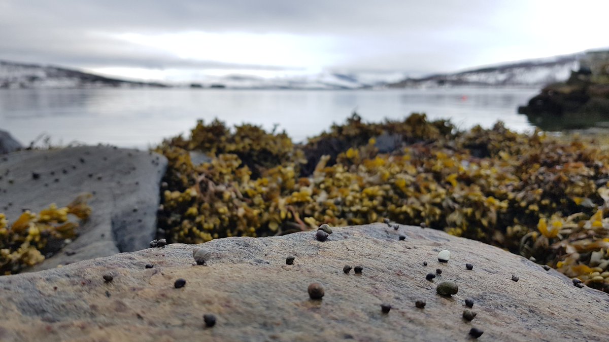 OceanRaphaelle's tweet photo. Spring has arrived in northern Norway: the first wildflowers🌼 are piercing through the snow and the intertidal is covered in baby gastropods🐚! https://t.co/wjR4gGDJlj
