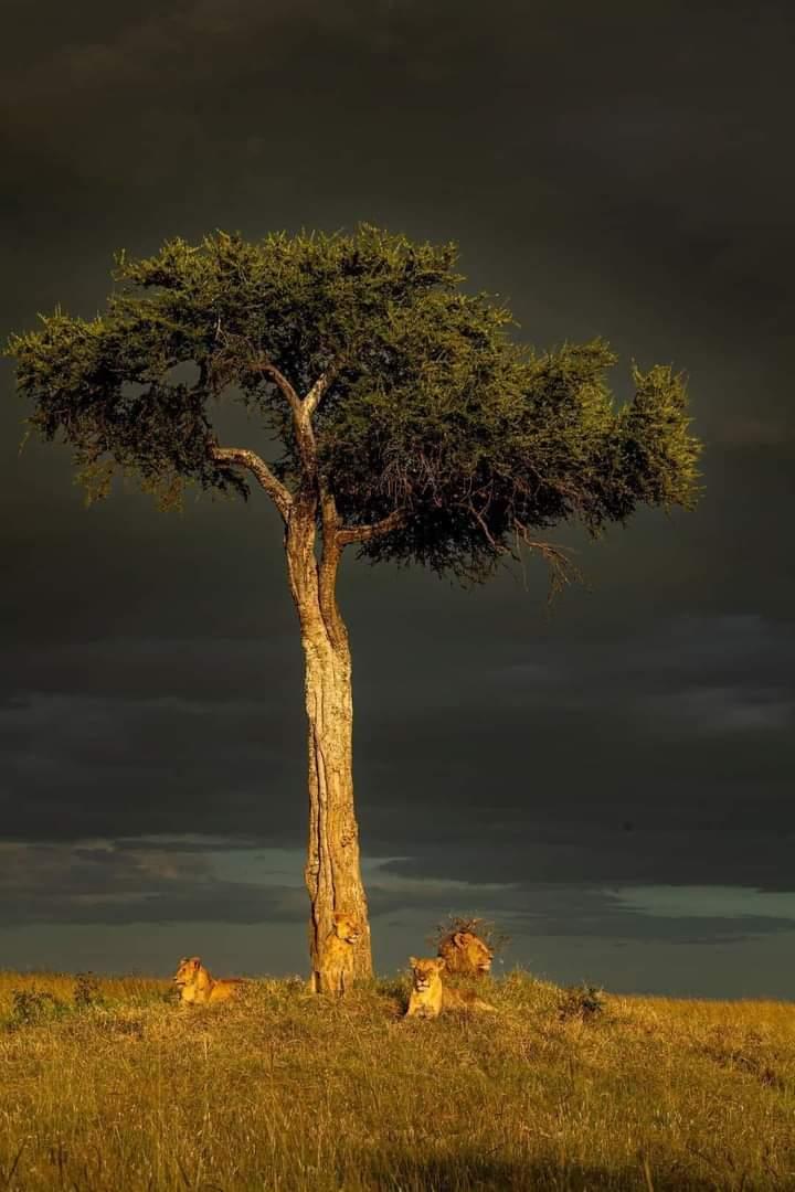 WorthNoting_'s tweet photo. π·Β© NAT GEO WILD https://t.co/GCDgZ5G8KB