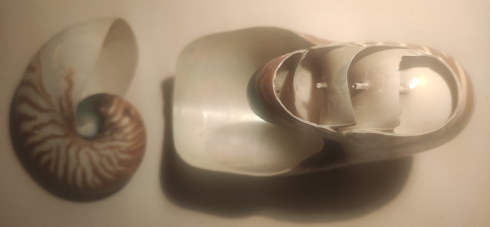 panamars's tweet photo. CHAMBERED NAUTILI SEARCHED LOGARITHMICALLY.

Buoyacy Hydraulic System Photoed  by "Opening a Window" on the SHELL'S Body  [  https://t.co/lQWjm8jrwz ] by Panagiotis Stefanides. Easter Week 2022. - Ref:  https://t.co/LdvDLzUZCB https://t.co/YCAZ2COgUq