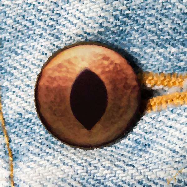 HumAniEyes's tweet photo. @NFTtrendy1 Eye beauty differently...
Unique 1/1 Digital Art (HUMan & ANImal EYES) irises. #HumAniEyes
Have a nice day!
Bagari #NFT https://t.co/DIJk2rYTW3