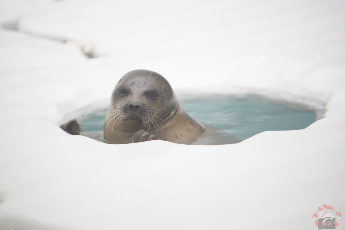 rmtfoto's tweet photo. "何?"
#zoo #aqaurium #animal #animalpictures #animalphotography #snapshot #osaka #aquariumosaka #海遊館 #kaiyukan #machdierobbe #water #ice #snow #動物 https://t.co/Iy4EK6M7ew