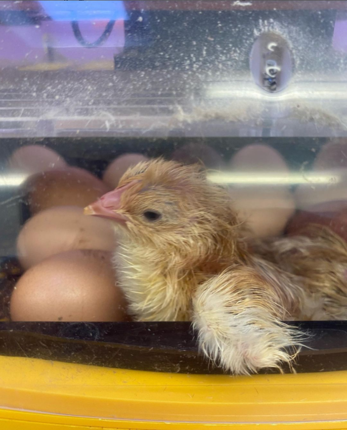 🐥 Happy Easter from all the staff and children at Fairfield School! We look forward to seeing you next term! 🐣

🥚 #Easter #NewTerm #IndependentSchool 🐰