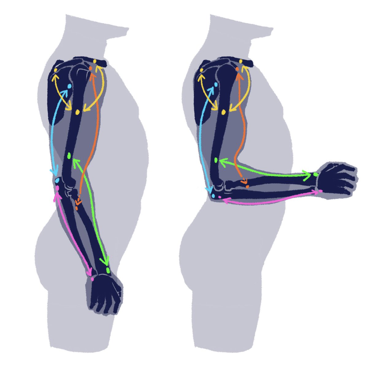 「腕の輪郭を辿ると行き着く部分。 」|伊豆の美術解剖学者のイラスト