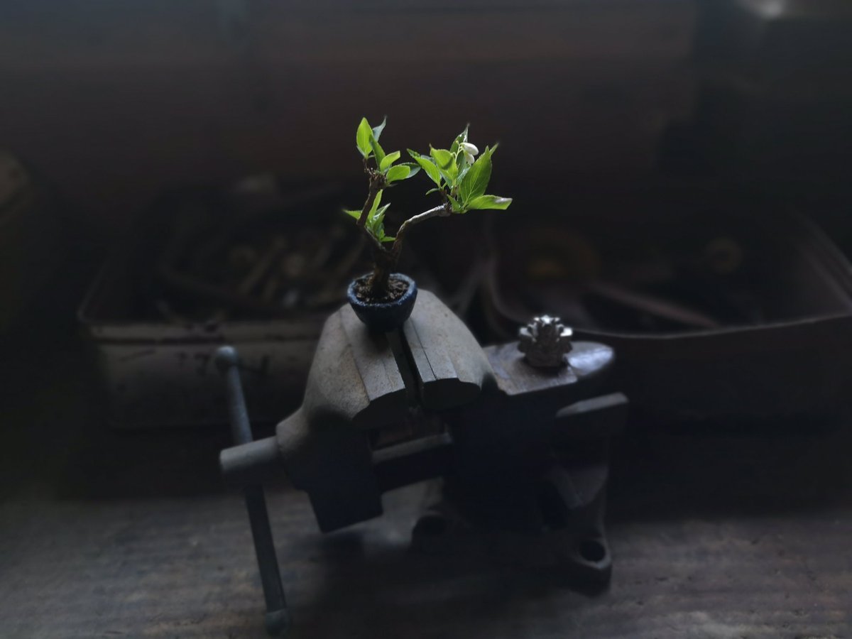 第41回 #ツイ盆展 に参加します。
【ガチャガチャと盆栽】
題「持ち込みの古いZZ｣
子供の頃に、ガチャポンでゲットしたと思っているが記憶が怪しい。ガチャポン…方言なのか。