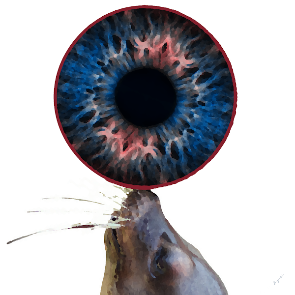 HumAniEyes's tweet photo. @fastmoney_nft Eye beauty differently...
Unique 1/1 Digital Art (HUMan & ANImal EYES) irises. #HumAniEyes
Have a nice day!
Bagari #NFT https://t.co/Wyj5B7KeWs
