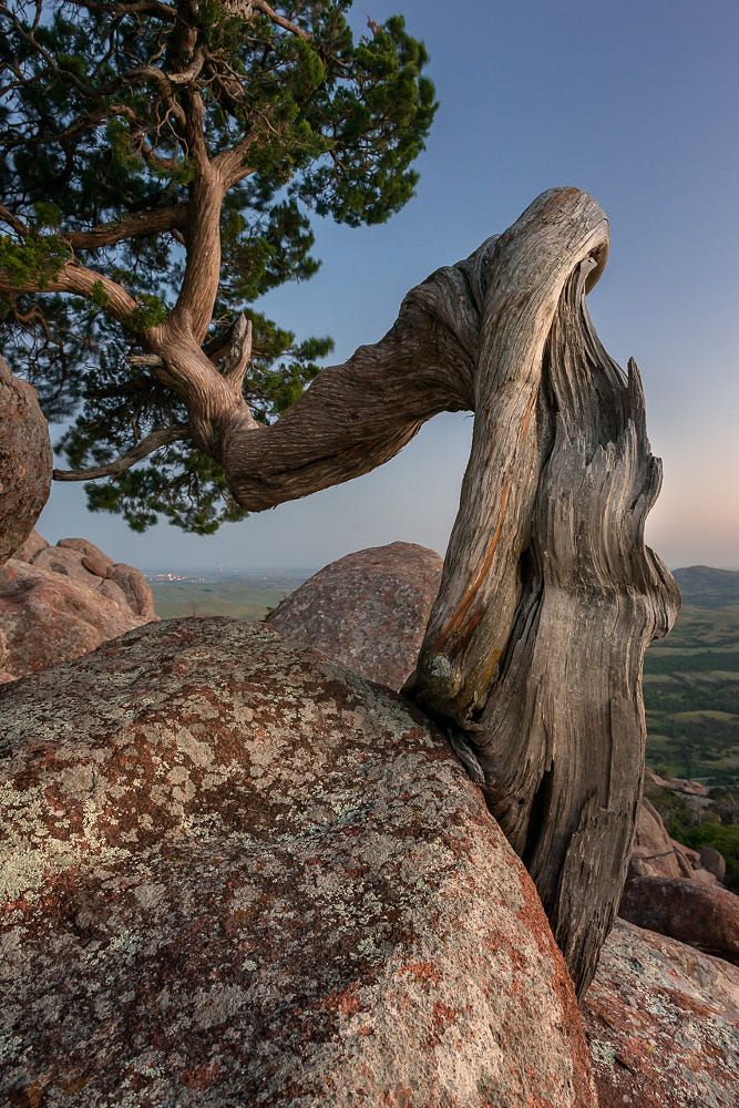 SundasShabab's tweet photo. Trees taught us how to grow against all odds.
#NaturalBeauty
#RemarkableTrees https://t.co/cMsUvWjseq