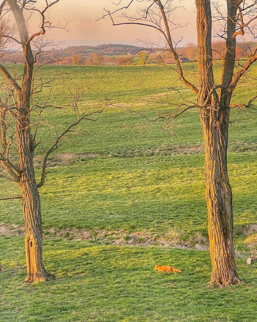 Morning visitor 🦊 instagr.am/p/Cccxo4Au160/