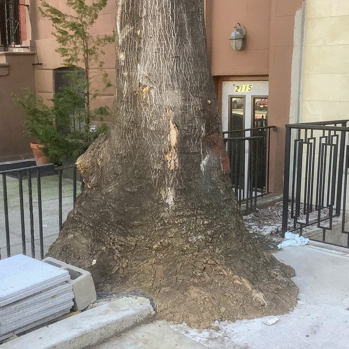 BaxterHogan's tweet photo. #Manhattan #fencedin

#streetTrees #TreesofNYC  
#treeBeds #NYC 
#UrbanCanopy  #trees 
#UrbanForest #BLTrees https://t.co/5JyuVbjBeP