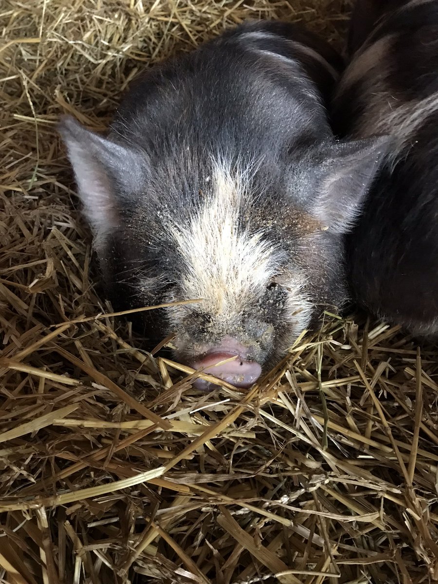 modernretelling's tweet photo. Happy Easter everyone! From this crazy farm to you, hope you get to have the weekend you want and enjoy good food and good company!
We have a few big and small hams left for your Easter dinner if you need!
#growinghopefarm #easterdinner #pasturedpork #eastertogether https://t.co/76T5Vy5SY0