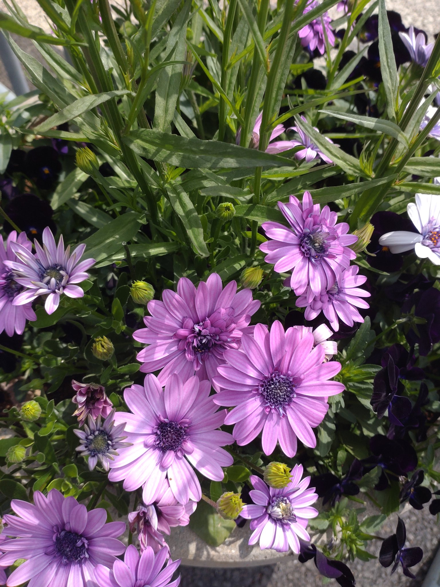 ローゼンセマム Twitter Search Twitter