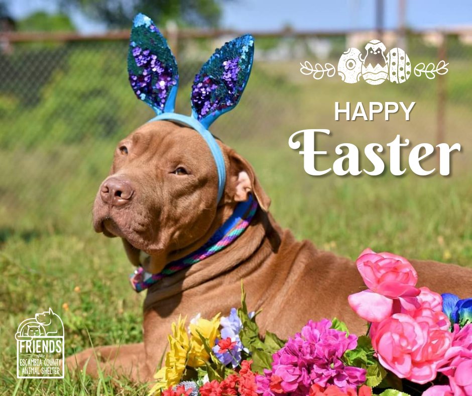 ECASFriends's tweet photo. #HappyEaster Friends! https://t.co/87MmRsTClf
