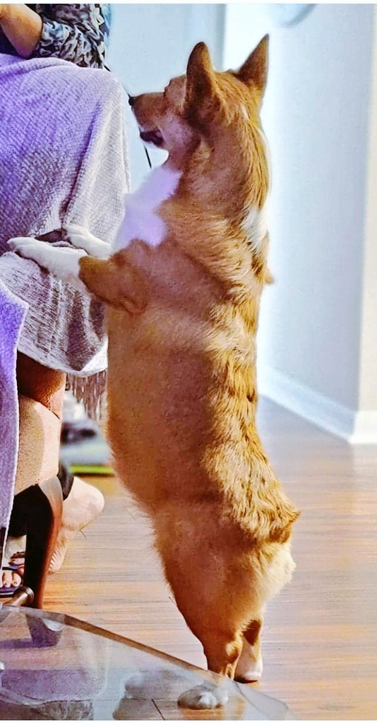 DukeOfMetrics's tweet photo. Happy Easter!
#YumiTheCorgi
#CorgiBunny
#CorgiCrew https://t.co/eDEBwymzEH