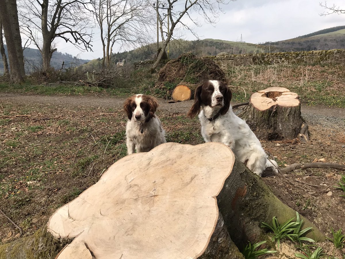 bigstu1964's tweet photo. Lovely day here in Scottish Borders ☀️🐶🐶 #Skypie #Sparky https://t.co/5CHXZf55wg