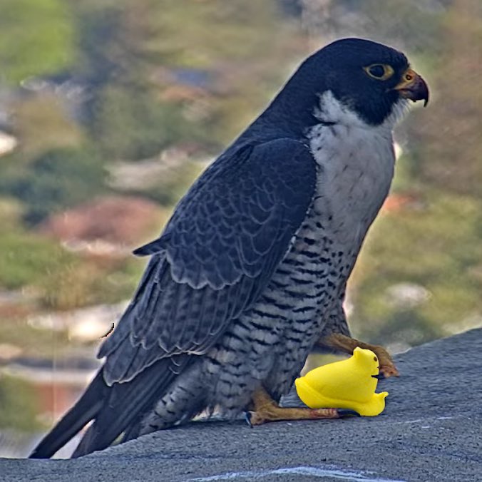 Falcon, Bird of Prey, Hunting & Migration