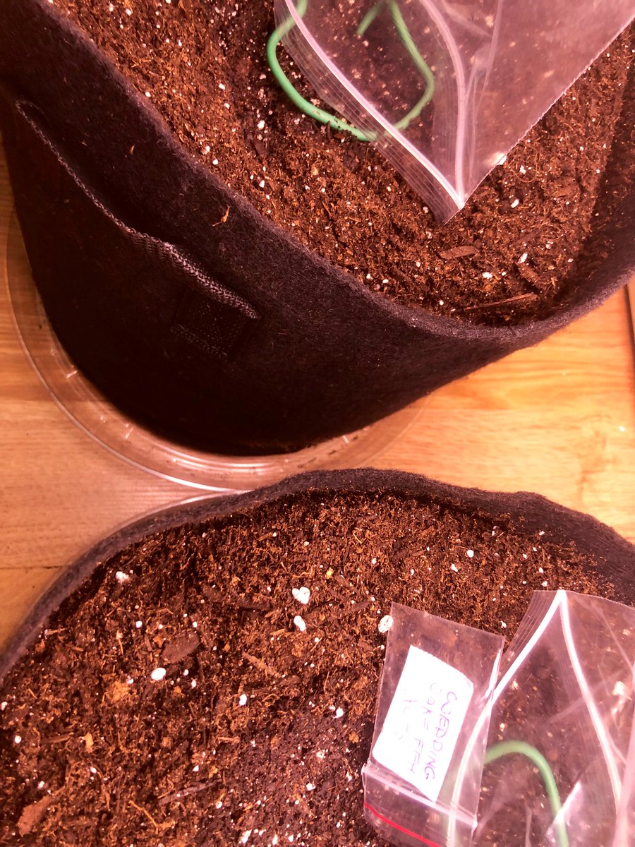 Cjames55149's tweet photo. Hey guys, I know I’m a little late but in fairness we still have 1’ of snow on the ground here #tobagrown #EarlyAutoGrow2022 #weddingcakeauto just put a couple wedding cake auto beans in the soil this morning courtesy of @freeseedsca https://t.co/lwIXxdz5xZ