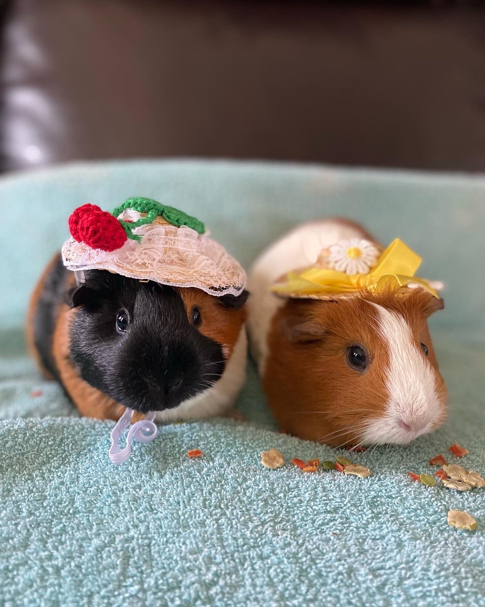 oncloudcanine's tweet photo. Happy Easter from Hazel (left) and Persimmon (right)! 🌷@ksdknews #SammysStars https://t.co/oSsTWAtcOG