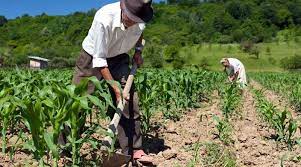 avnve's tweet photo. #Gobierno || Presidente @NicolasMaduro: Honro a los hombres y mujeres del campo, trabajadores incansables que dedican su vida a la tierra y a garantizar nuestra Soberanía Alimentaria. ¡Hermanos y Hermanas! Ustedes son fundamentales para el desarrollo económico de la Patria. https://t.co/UguQINDwYV