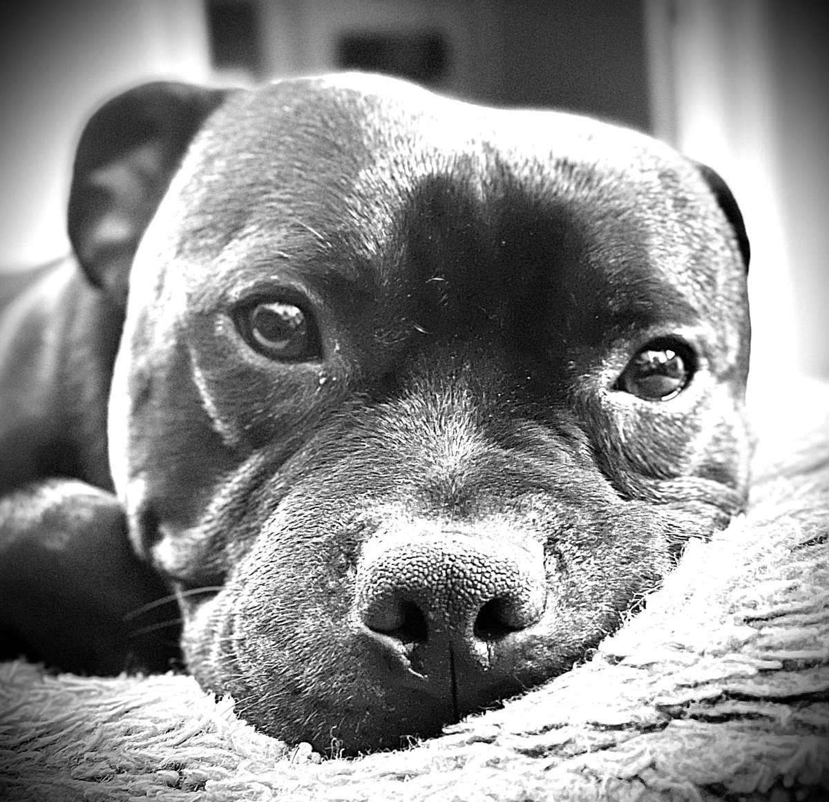 s8tjo's tweet photo. @mpellittieri No dog loves like a Stafford! https://t.co/ZkP4IpQGV1