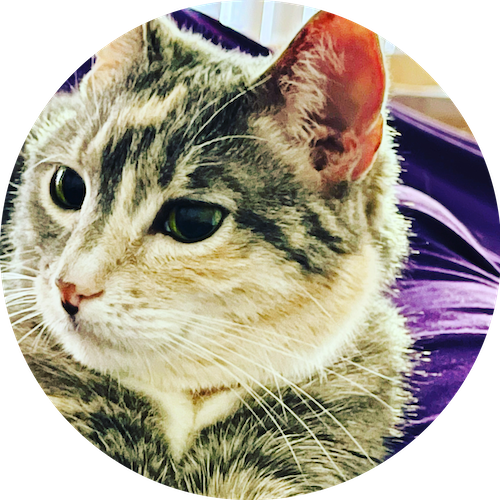 CocreatorsDAO's tweet photo. CoCreator Savannah Limited Edition NFT

🔑 Access our exclusive web3 community.

The NFT features the cute Savannah the cat and an energy painting by artist Cara Mayo.

#wagmi #decentralization #nfts #web3 https://t.co/lSJjHcVLqQ