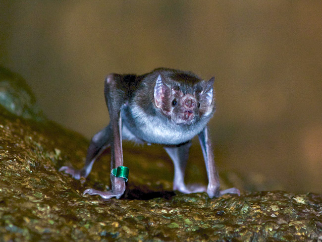 NCZoo tweet picture