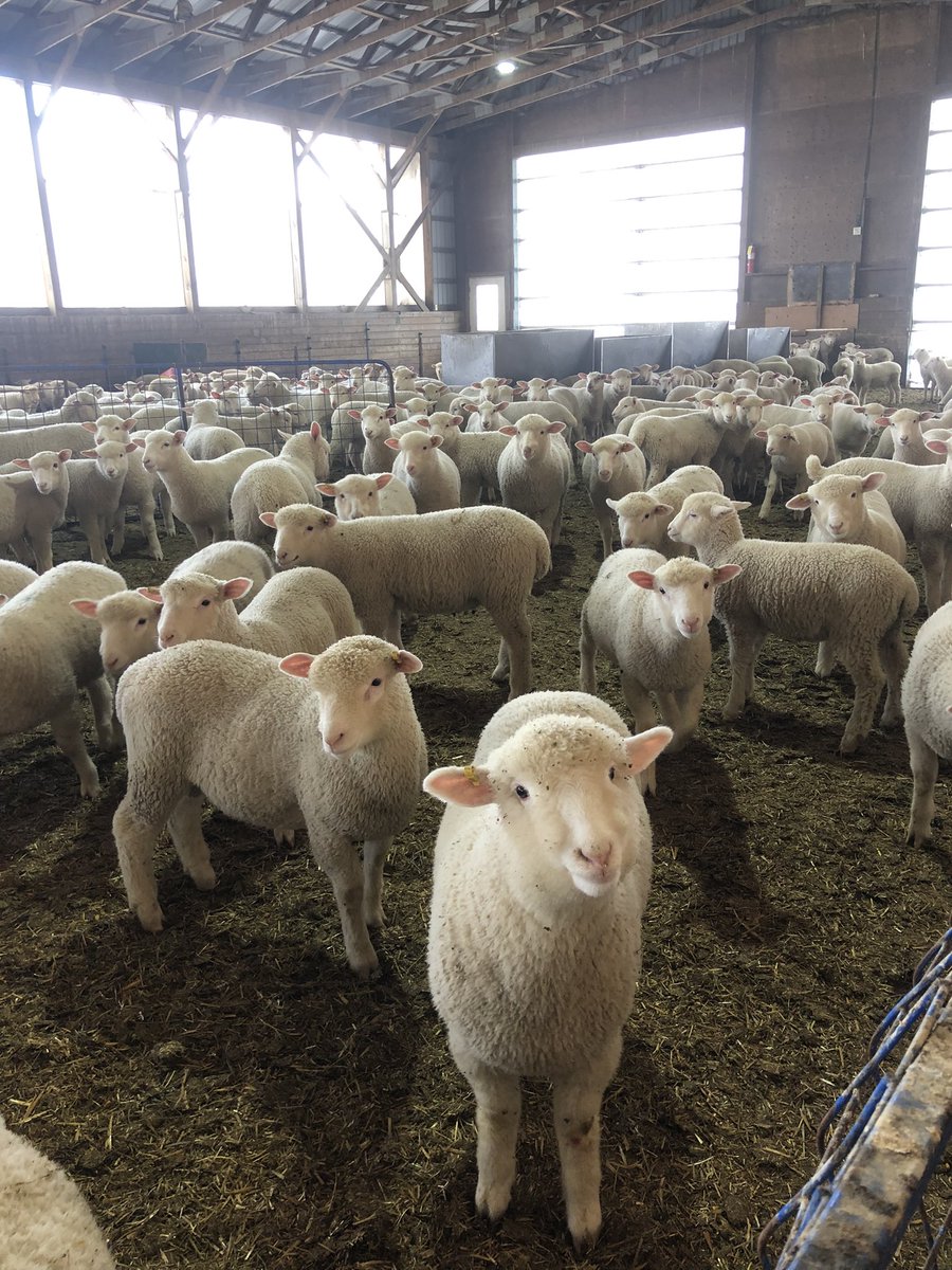 February born lambs growing well in new barn set up