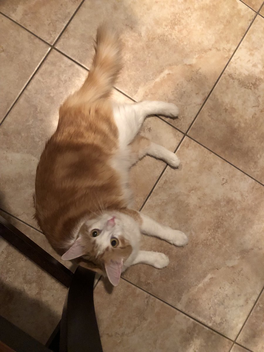 TPoomba's tweet photo. Big sis thought it’s been a while since she posted pics. Too long, I’ll say! - Pumbaa
She’s not around as much lately… I guess part of it is her work schedule. - Timon https://t.co/uWrr1JDy5z