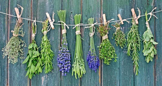 EcoSnippets's tweet photo. Top 10 Medicinal Plants That You Can Grow Yourself... - https://t.co/5L6zLNJLNh https://t.co/Z8HFh0qgSK