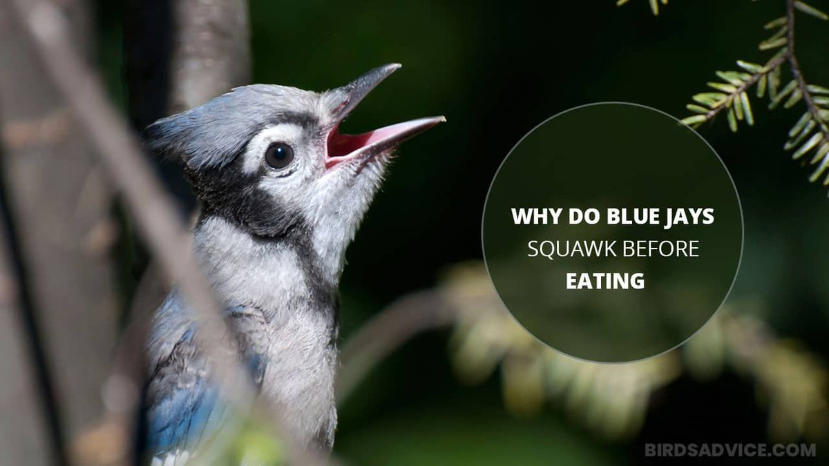 birds_advice's tweet photo. Why Do Blue Jays Squawk So Much?
Read Here: https://t.co/zC5JBL4qWI

#bluejays #squawk #birdsadvice https://t.co/OaDQYM4l1o