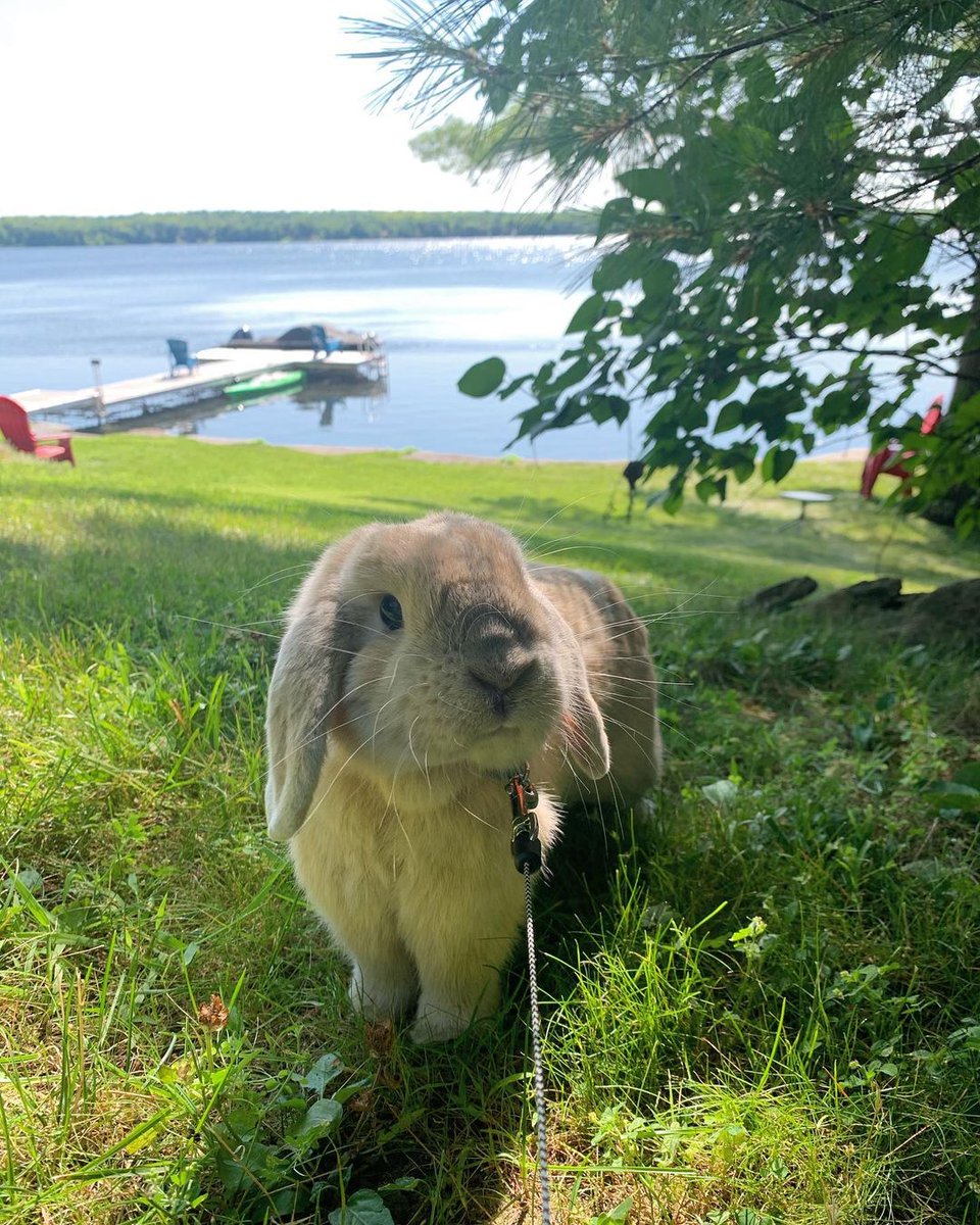 Happy Easter! We hope the Easter bunny made it to your cottage too 🐰🥚

📷 @larrylolabuns 
#cottage #cottagelife #cottagecountry #cottagestyle #cottagelifesub #ontariocottage #northernontario #buckhornlake #bunny #cottagebunny #bunniesofinstagram #bunnylove #easter #lakelife