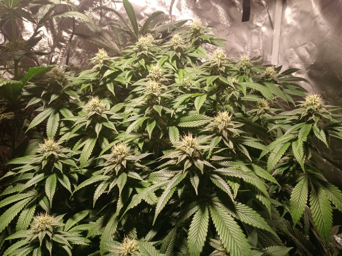 VigGrows's tweet photo. #Viggrows #Cyco https://t.co/J53aMUrof2