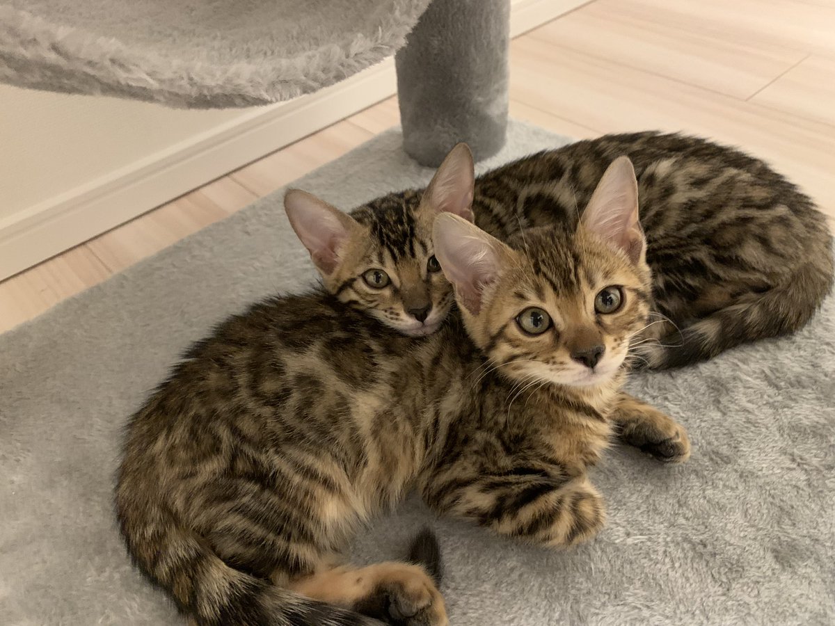 うちの愛猫かわいすぎだろ！！！