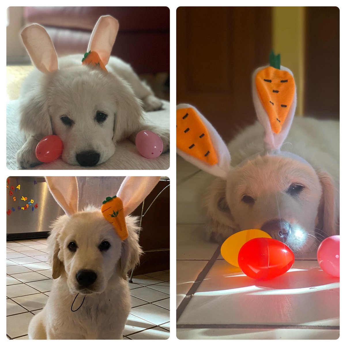 Happy Easter from Ozzie!