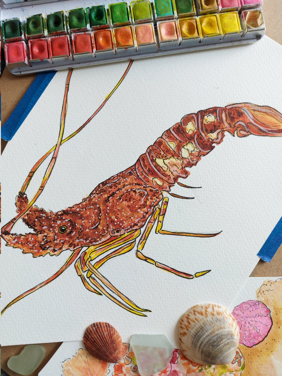 Happy Easter everyone! 💐🌞🌊 Hope everyone's having a lovely long weekend, I've spent a lazy Sunday morning painting some project illustrations 🦞🦞🦞#islesofscilly #spinylobster #crayfish #wildlifeillustration #watercolour #sciart