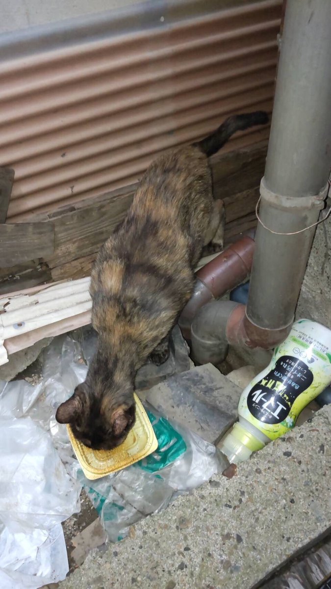 sarami_0724's tweet photo. -190日目
サラミちゃんは母猫と劣悪な環境で弱っているところを保護され、保護主から保護猫カフェ経由で引き取りました。
野良時代に苦労した分精一杯可愛がります。 https://t.co/K4DNIq5LpP