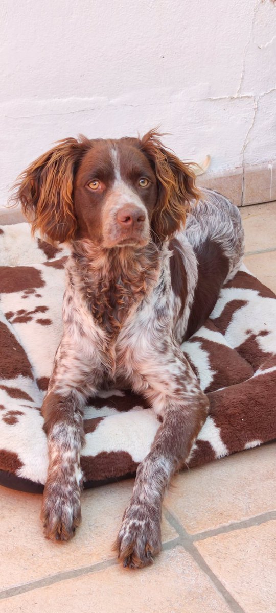 Mi loquilla, preciosa,no lo siguiente
#breton #perros #mascotas