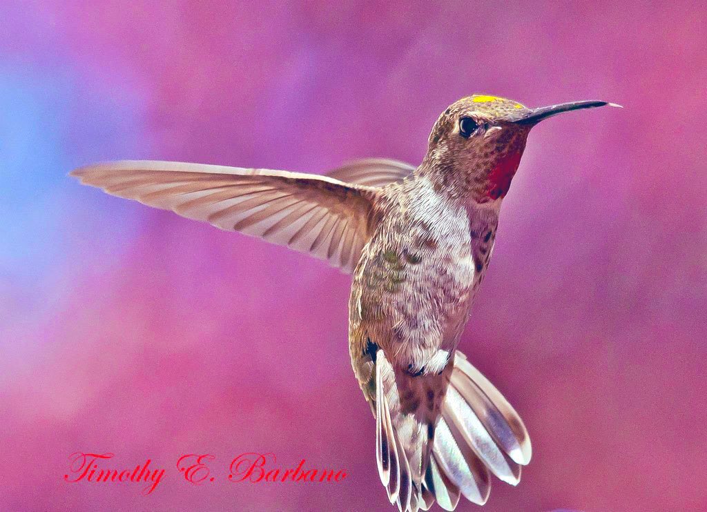 “scruffy” male Anna’s Hummingbird - if U can love a bird 👉🏼Well this Guy was A true character and along with his mate “ Penelope”