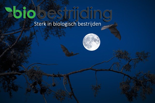 BiobestrijdNL's tweet photo. De dagen worden weer langer! Voor  onze nuttige #handvleugeligen, de #vleermuizen, betekent dit langer uitslapen! #Bestel één van onze #natuurvriendelijke  &amp; stijlvolle #vleermuizkasten en zorg zo voor een #veilige en #rustige #slaapplek. https://t.co/uQwjC6qelG #tuinwild https://t.co/reVrYXrr1C
