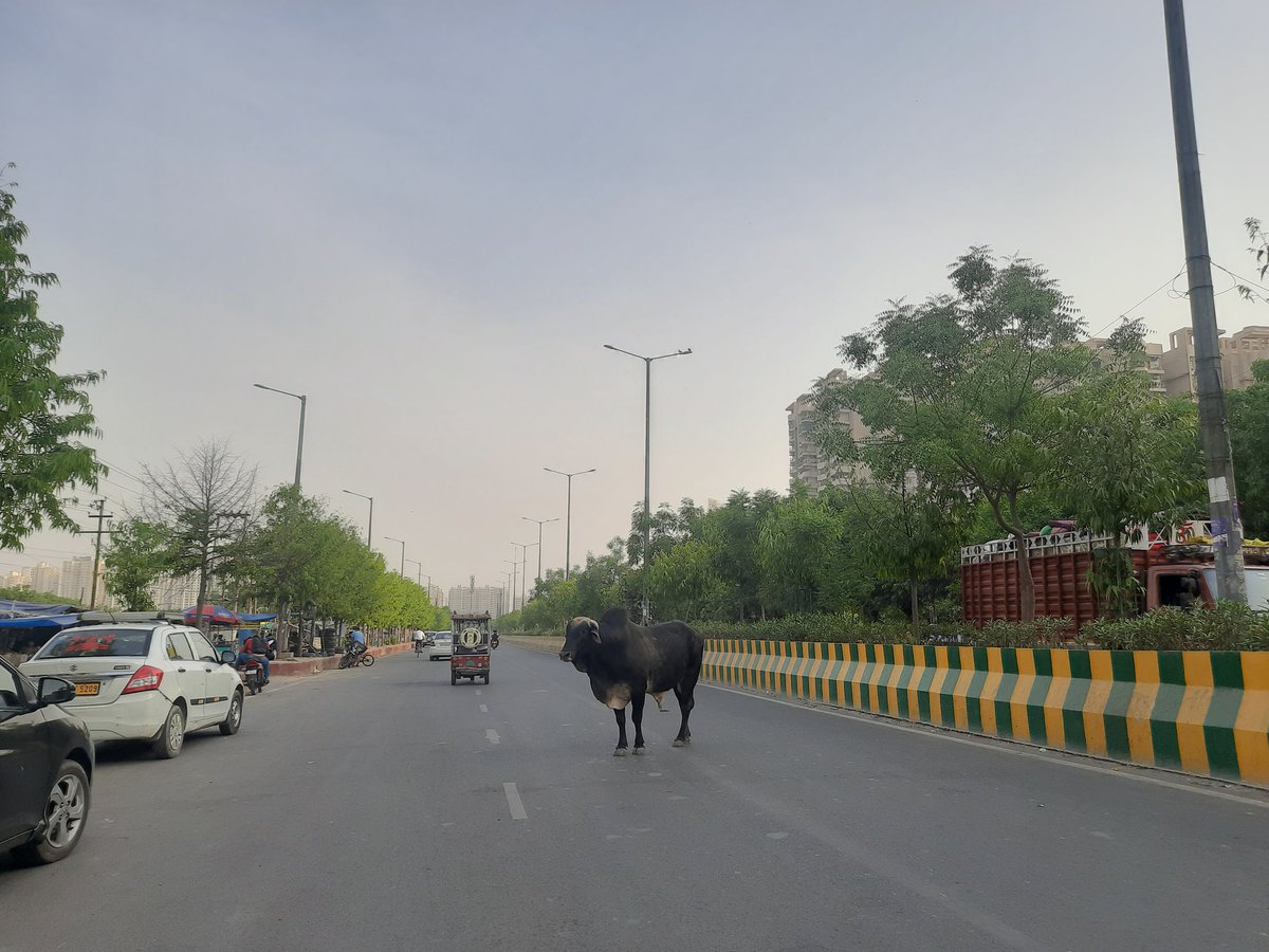 Noida7x's tweet photo. @billbakshi एक तरफ जहा #NoidaFoundationDay मनाया जा रहा है वही दूसरी तरफ जानवरों के सड़क पर अचानक से सामने आ जाने पर हर दिन दुर्घटना भी हो रही है। 
उम्मीद है सि��्फ कागजों पे जानवरो के कल्याण हेतु कार्य नही हो रहा होगा।
ध्यानाकर्षित हेतु 
@DOAHUP @CMOfficeUP @PankajSinghBJP @NandiGuptaBJP https://t.co/pQcHfzByFp