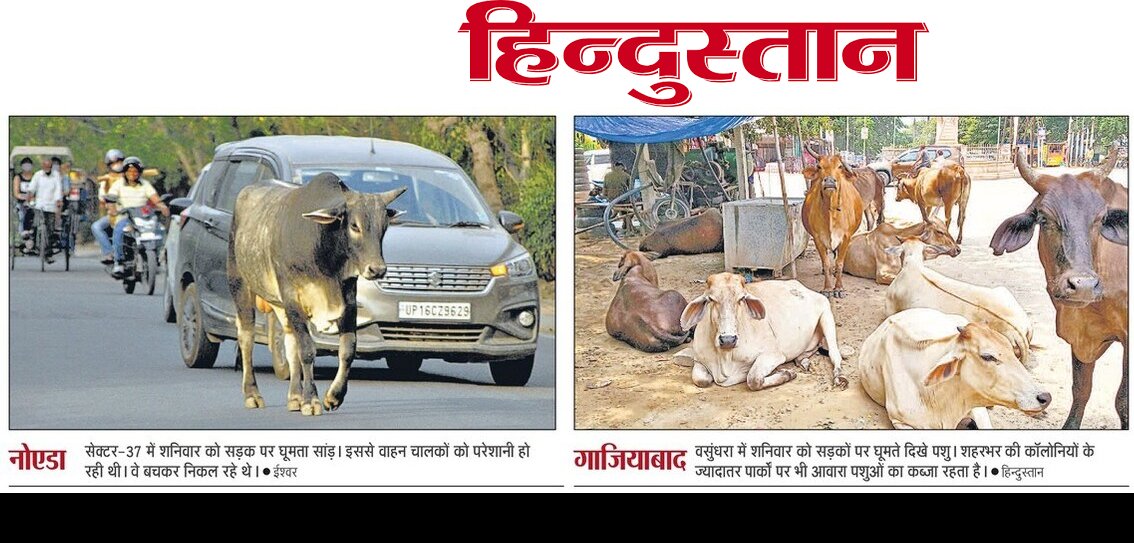 Noida7x's tweet photo. @billbakshi एक तरफ जहा #NoidaFoundationDay मनाया जा रहा है वही दूसरी तरफ जानवरों के सड़क पर अचानक से सामने आ जाने पर हर दिन दुर्घटना भी हो रही है। 
उम्मीद है सि��्फ कागजों पे जानवरो के कल्याण हेतु कार्य नही हो रहा होगा।
ध्यानाकर्षित हेतु 
@DOAHUP @CMOfficeUP @PankajSinghBJP @NandiGuptaBJP https://t.co/pQcHfzByFp