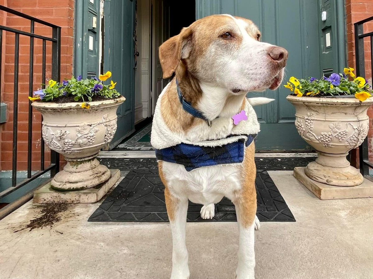 onetailatatime's tweet photo. Peach Fuzz is here to supervise the neighborhood Easter Egg Hunt! This sweet senior is great with cats, dogs, people, and probably the Easter Bunny too. https://t.co/5tY2aLvv5S https://t.co/3NphpkqiiP