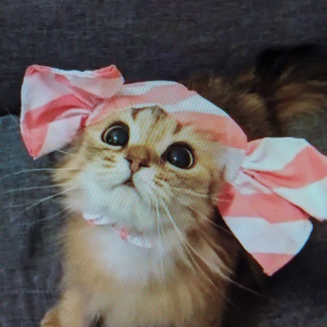 humane_solution's tweet image. Happy Easter! Do you like my bonnet?
.
.
.
.
.
.
#humanesolution #easter #HappyEaster #easterbonnet