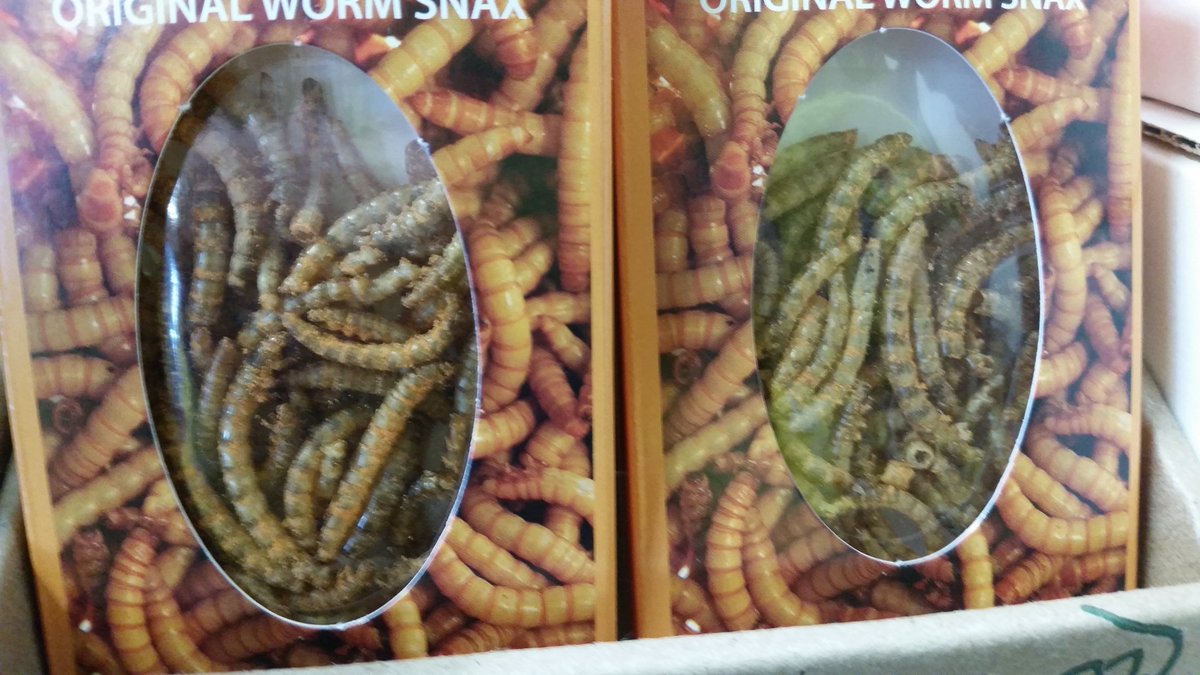UteSchmid's tweet photo. Visiting #TheCandyShoppe on HIghway 11 just north of Orillia, Ontario. This selection #insect #insectcandy #insectsnacks. A sustainable source of protein for our future! #Snowflakelady #Residentialtourist #SimcoeCounty https://t.co/V4SABs1epi
