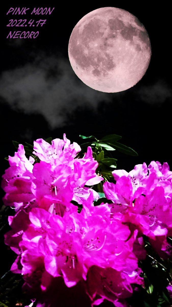 ねころ S Tweet 4月の満月ピンクムーン壁紙 良かったらどぞー しかし本当に時間がないなぁw 来月には動画復活予定でーす W ゞ 満月 ピンクムーン Pinkmoon Trendsmap ねころ S Tweet 4月の満月ピンクムーン壁紙 良かったらどぞー しかし本当に時間がないなぁw 来月には動画復活予定でーす W ゞ 満月 ピンクムーン Pinkmoon Trendsmap